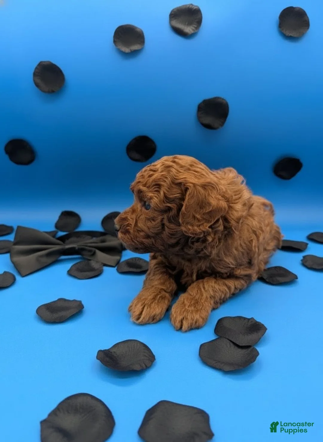 Toy Poodle dogs for sale: Oliver 🖤 - Ad 17