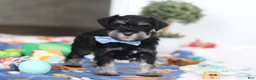 Miniature Schnauzer dogs for sale: Dylan - Ad 4