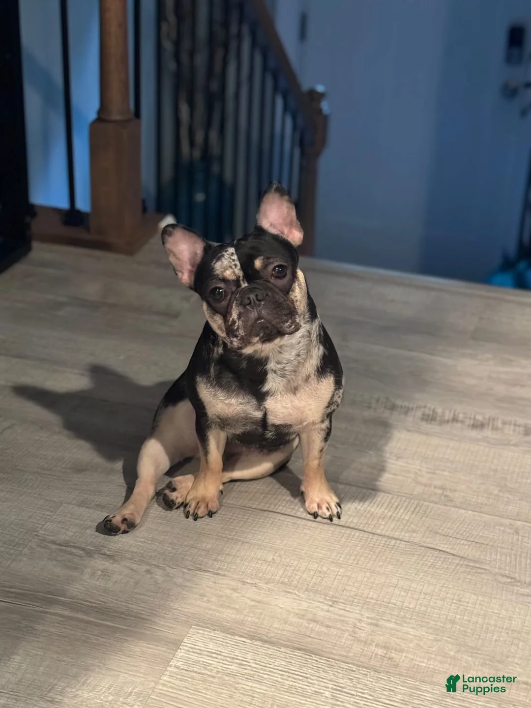 French Bulldog dogs for sale: Luna - Ad 4