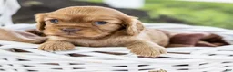 Cavalier King Charles Spaniel dogs for sale: Cookie - Ad 5