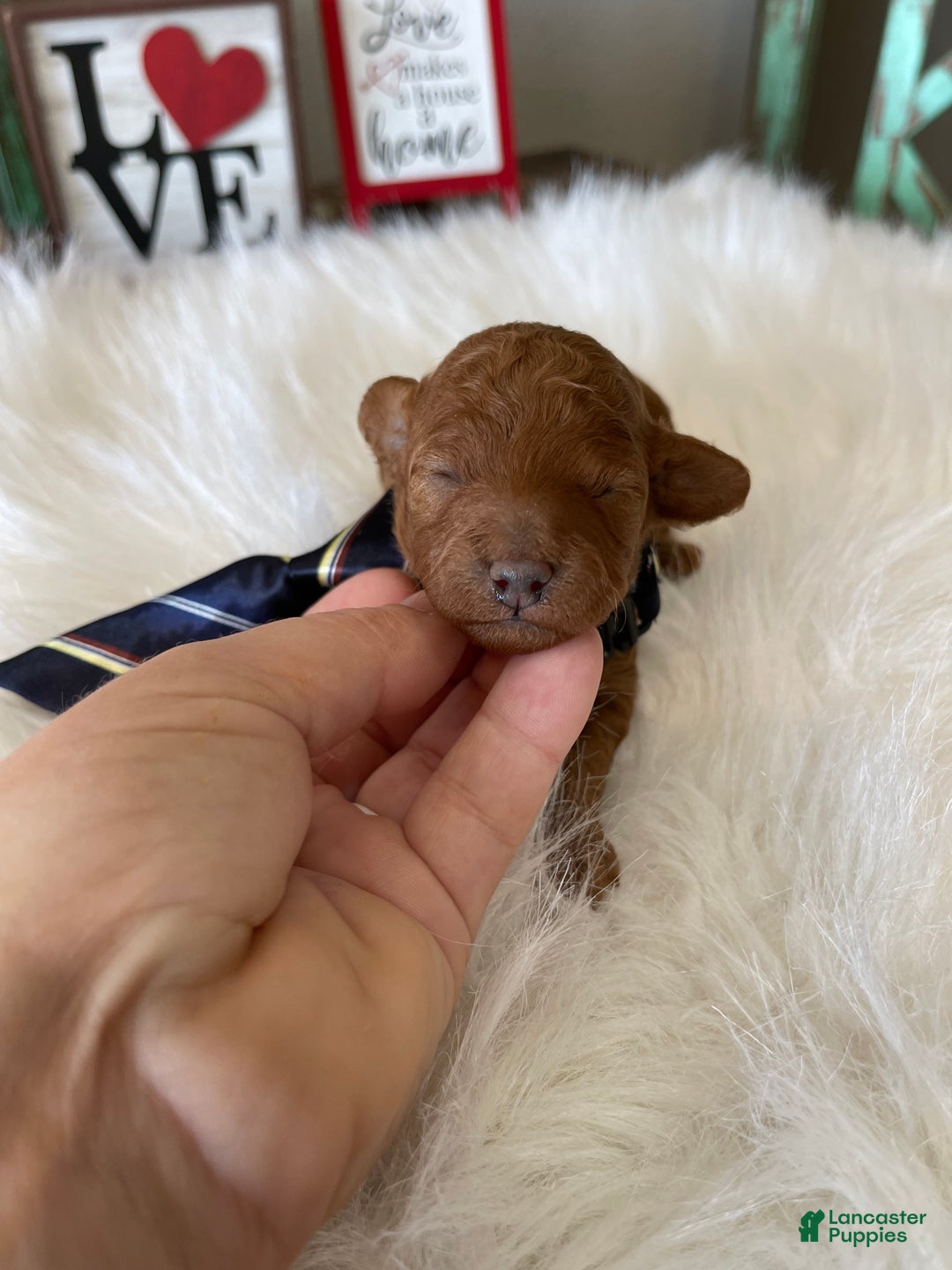 Toy Poodle dogs for sale: Akc Bred Color Red Boy - Ad 6