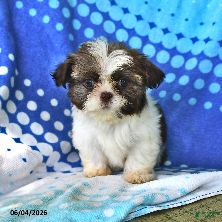Shih Tzu dogs Lorraine - Ad 1