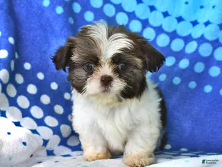 Shih Tzu dogs for sale: Lorraine - Ad 1