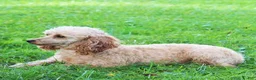 Toy Poodle dogs for sale: Honey - Ad 4