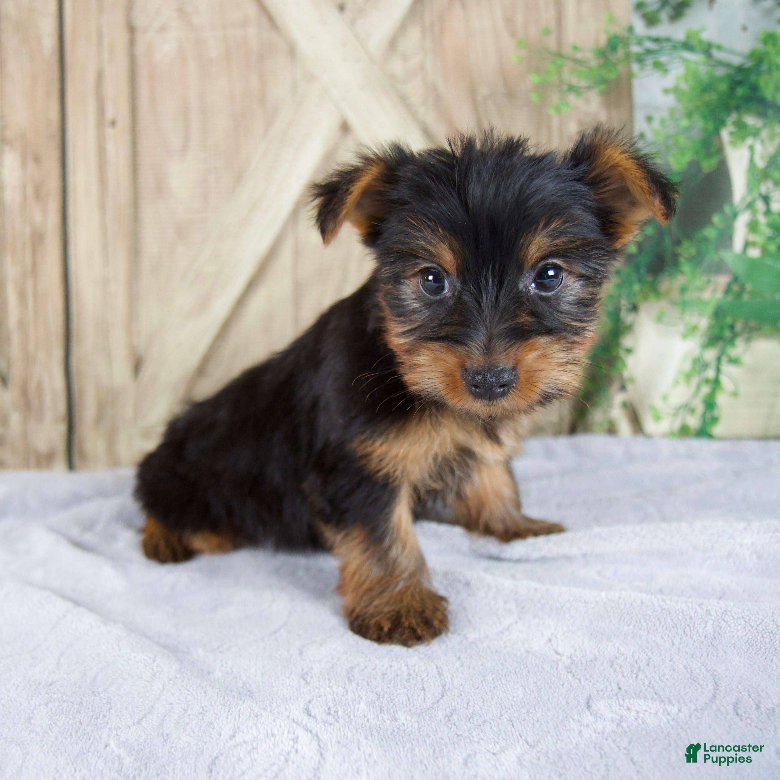 Yorkshire Terrier dogs Sophie - Ad 1