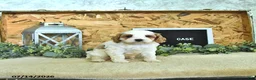 Cavapoo dogs for sale: Case  - Ad 1