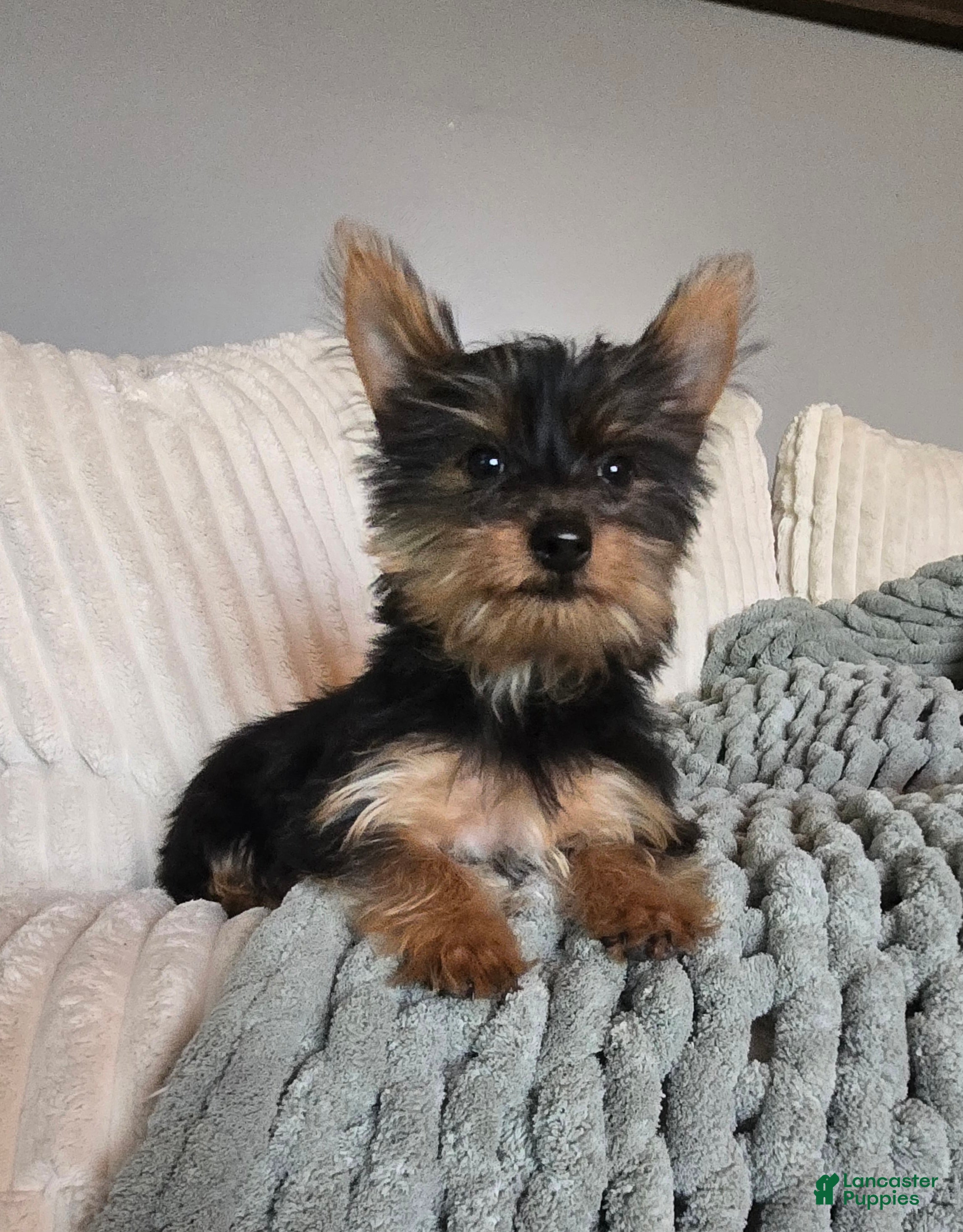 Yorkshire Terrier dogs for sale: Yorkshire Terrier Puppy 2 - Ad 4
