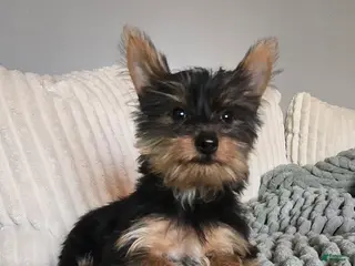 Yorkshire Terrier dogs for sale: Yorkshire Terrier Puppy 2 - Ad 4