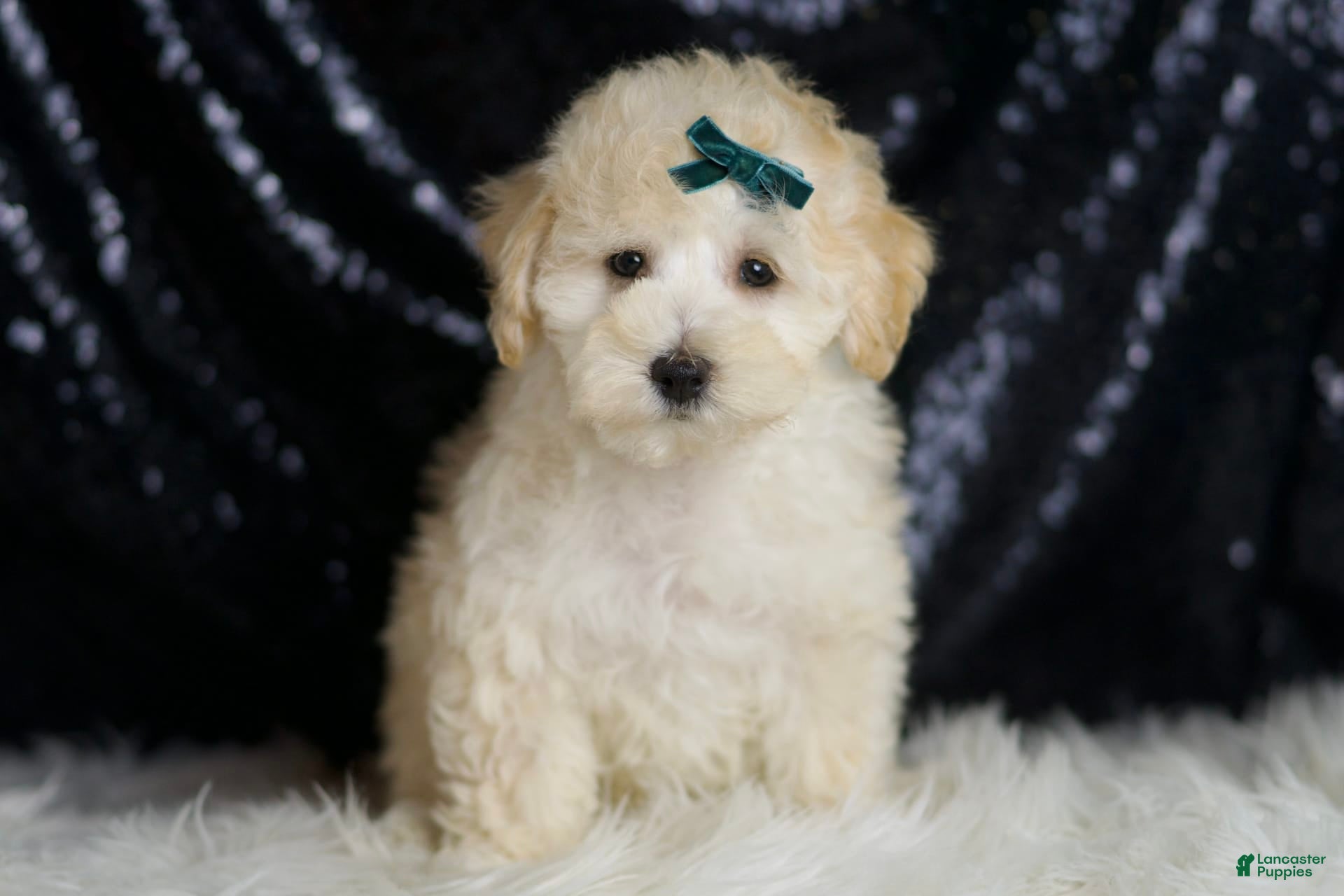 Maltipoo dogs Mochi - Ad 2