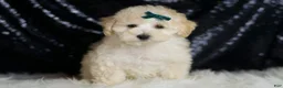 Maltipoo dogs for sale: Mochi - Ad 2