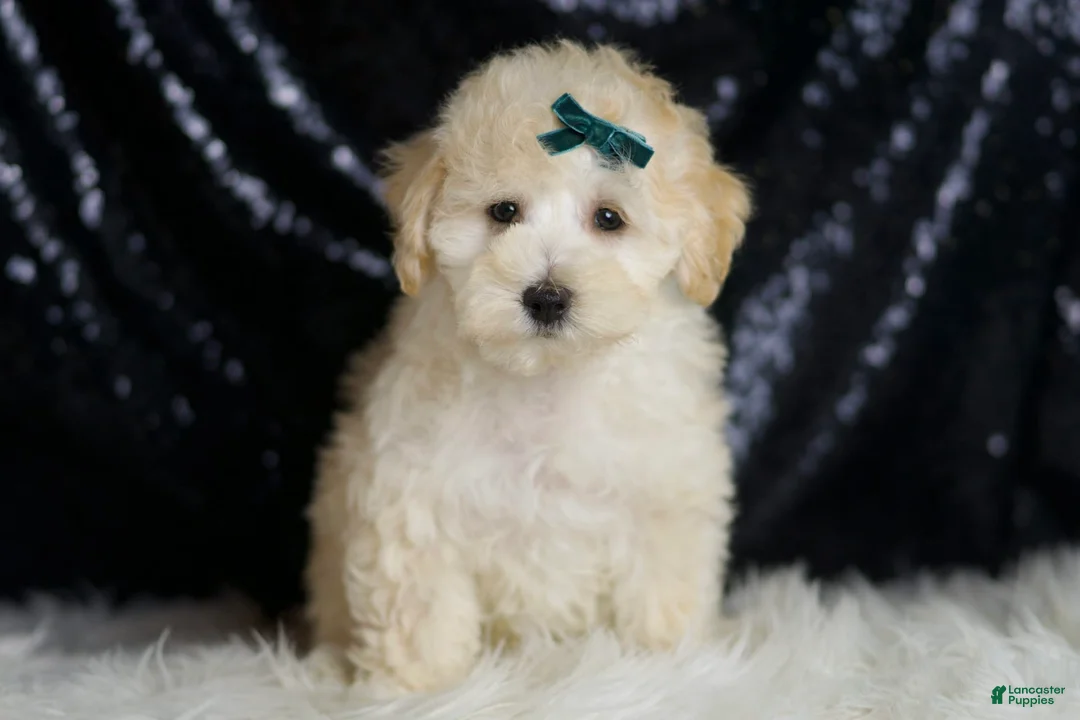 Maltipoo dogs for sale: Mochi - Ad 2