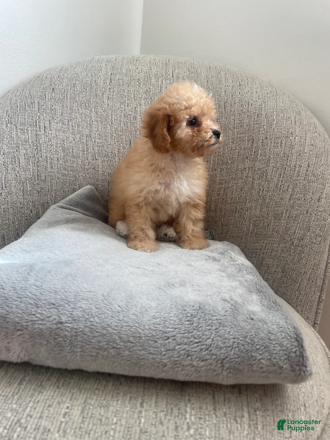 Toy Poodle dogs for sale: Minnie - Ad 1