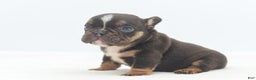 Mixed Breed dogs for sale: Kong micro bully hybrid  - Ad 34
