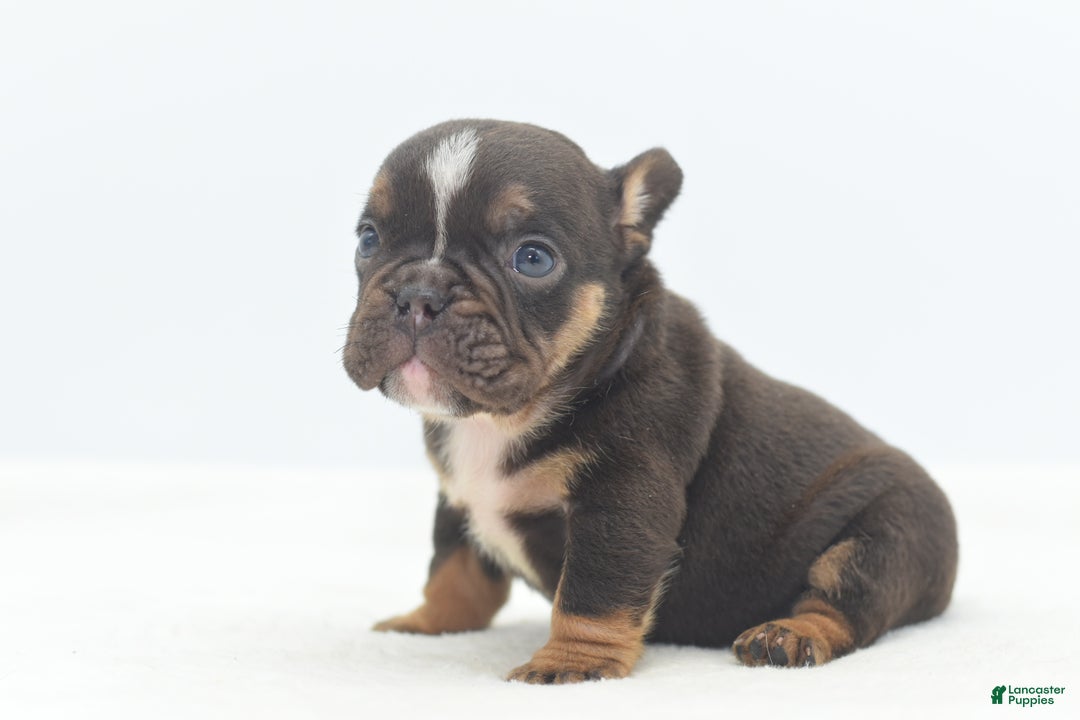 Mixed Breed dogs for sale: Kong micro bully hybrid  - Ad 34