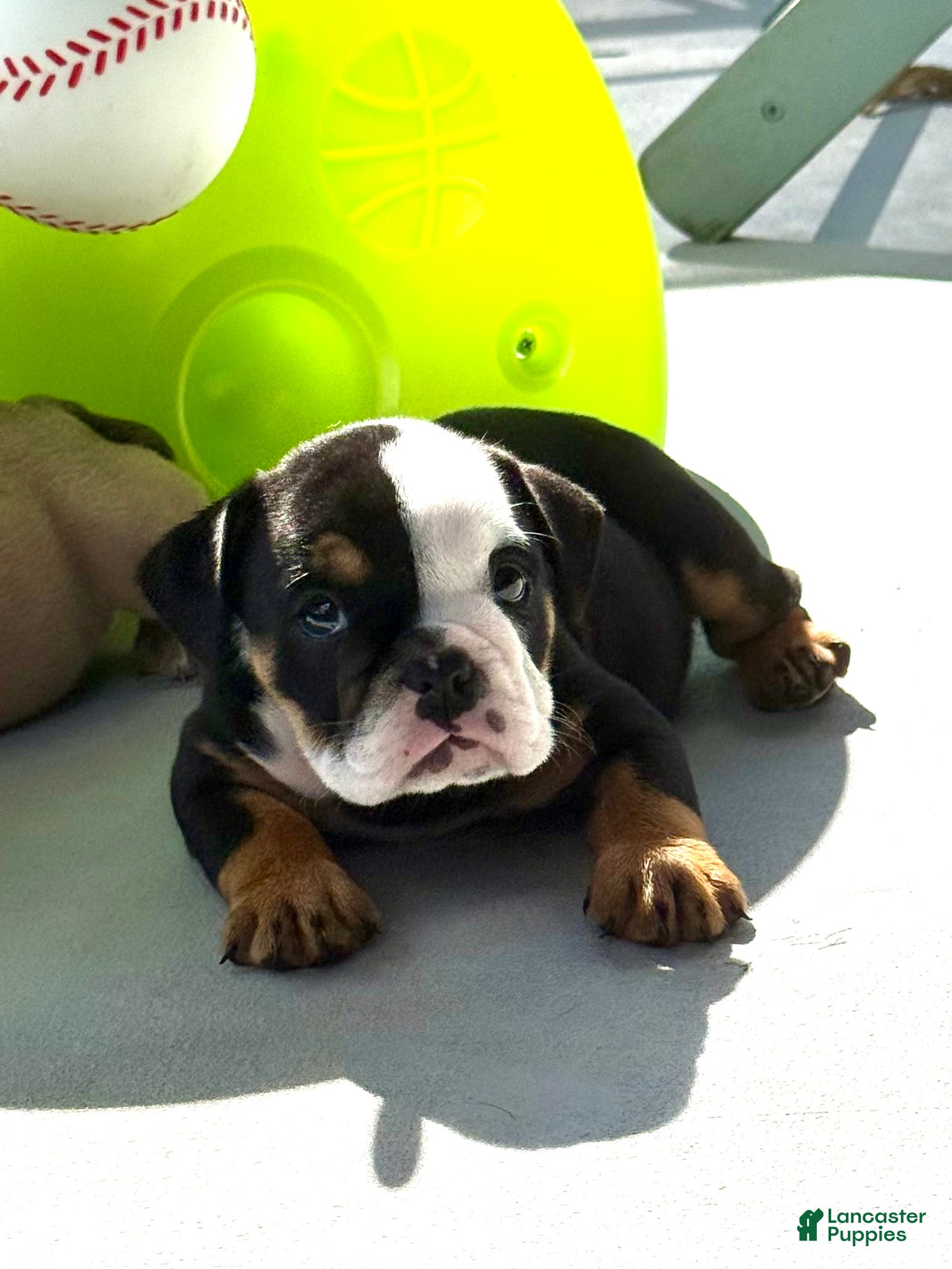 English Bulldog dogs Madam Linda Lou of Bulldogs Inc. - Ad 2