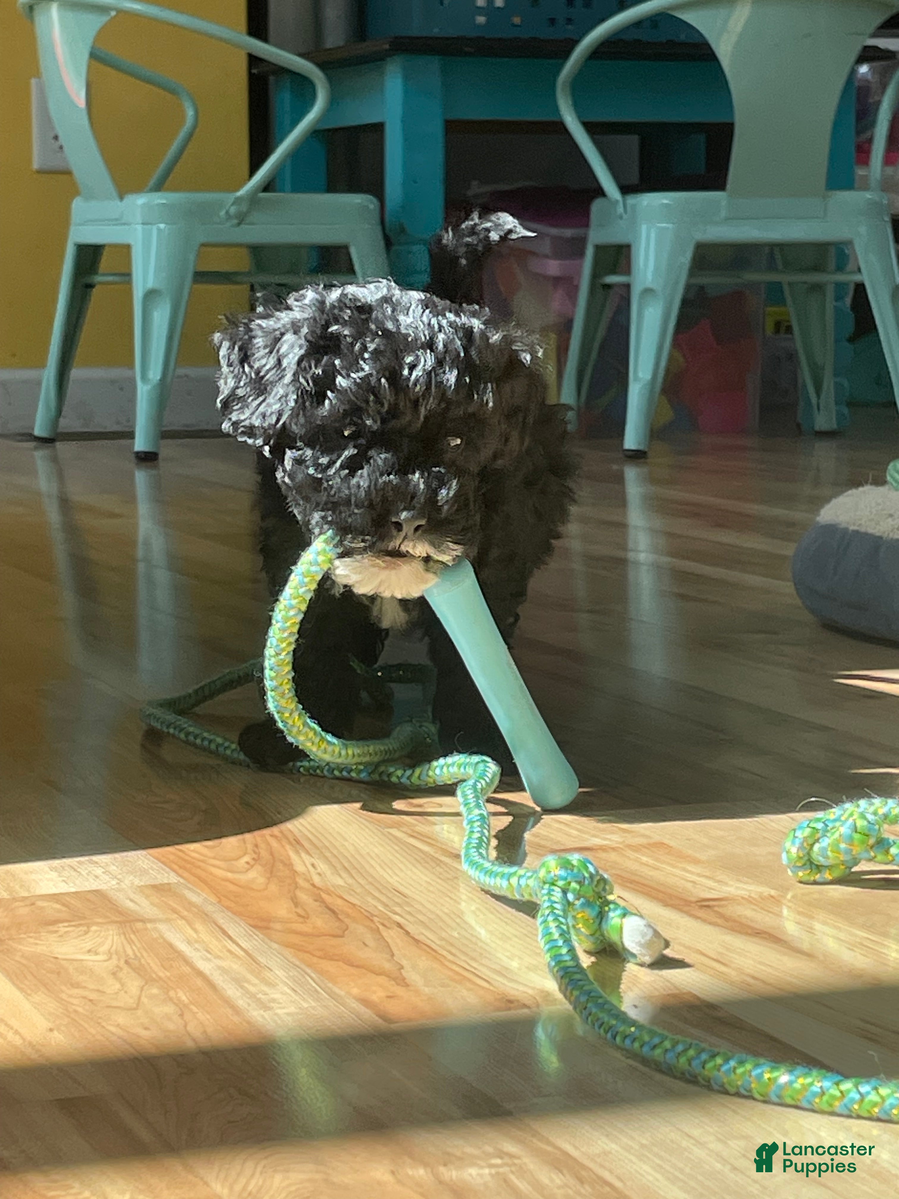 Mini Goldendoodle dogs Benji - Ad 2