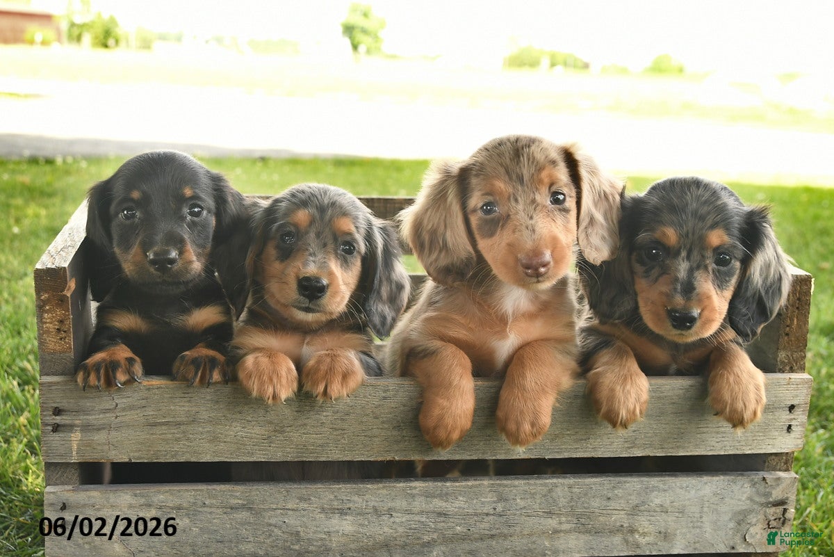 Miniature Dachshund dogs for sale: Nutmeg  - Ad 5