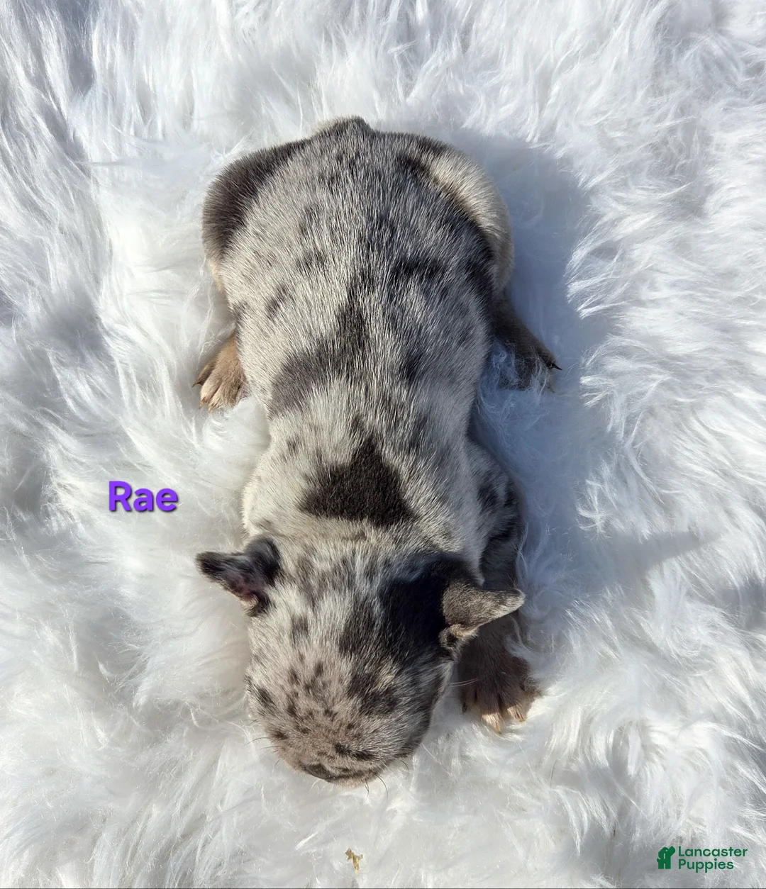 Mixed Breed dogs for sale: Rae - Ad 4
