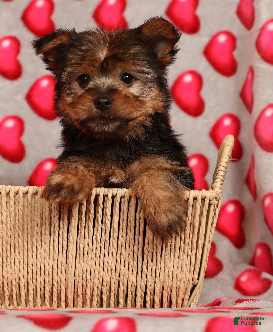 Yorkshire Terrier dogs for sale: Buddy - Ad 6