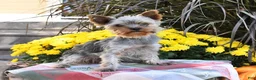 Yorkshire Terrier dogs for sale: Bently - Ad 6