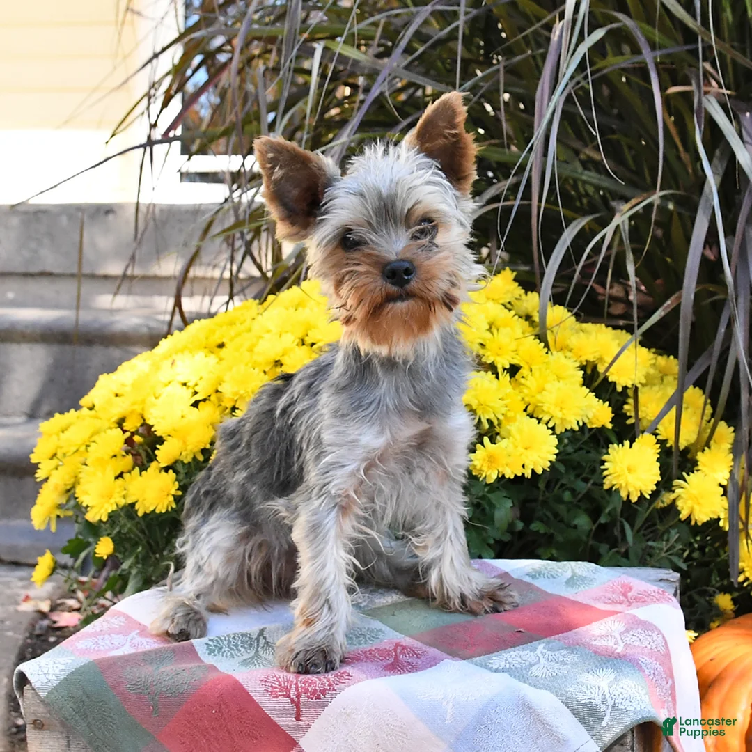 Yorkshire Terrier dogs for sale: Bently - Ad 6