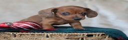Miniature Dachshund dogs for sale: Sterling - Ad 7