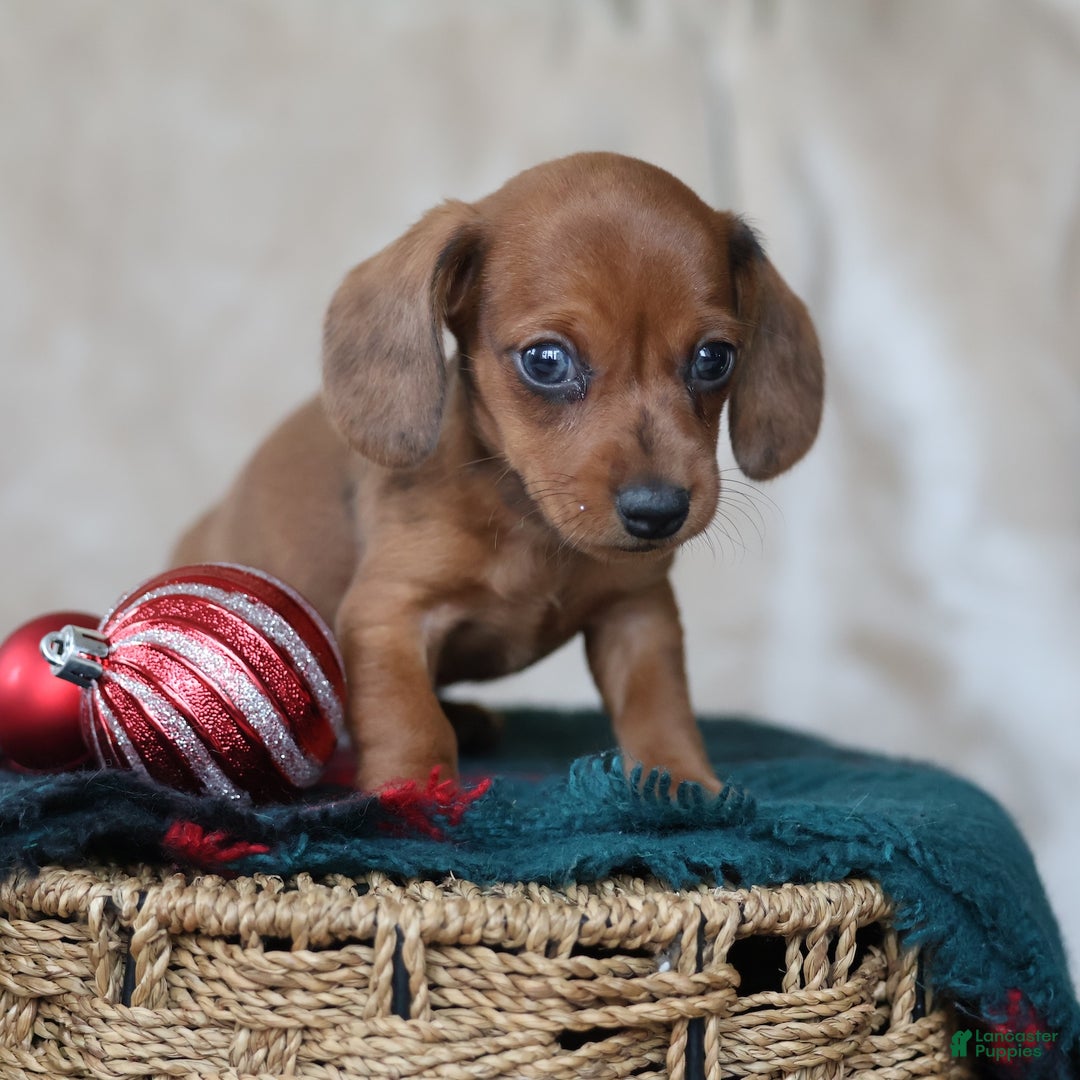 Miniature Dachshund dogs for sale: Sterling - Ad 7