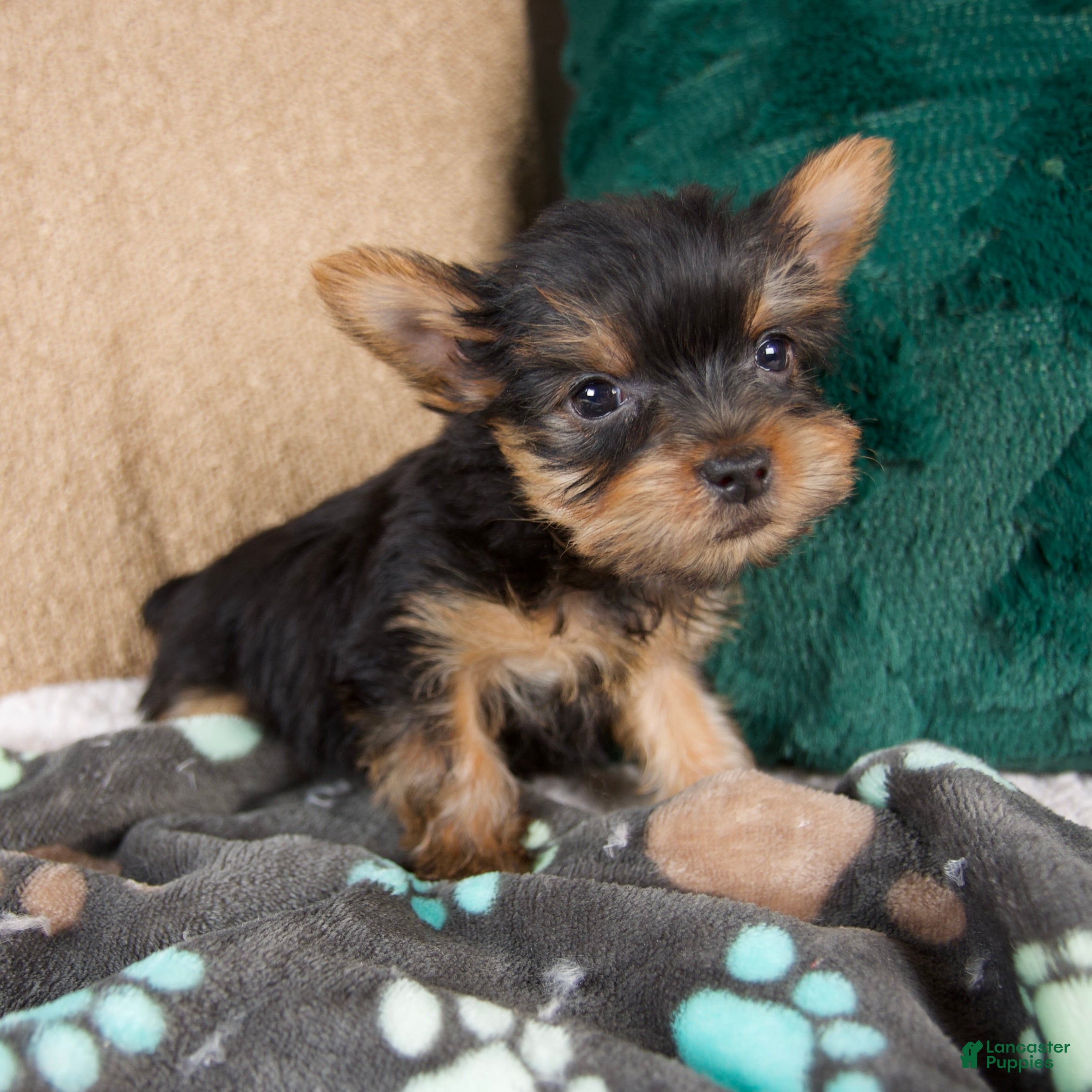 Yorkshire Terrier dogs Lucy - Ad 2