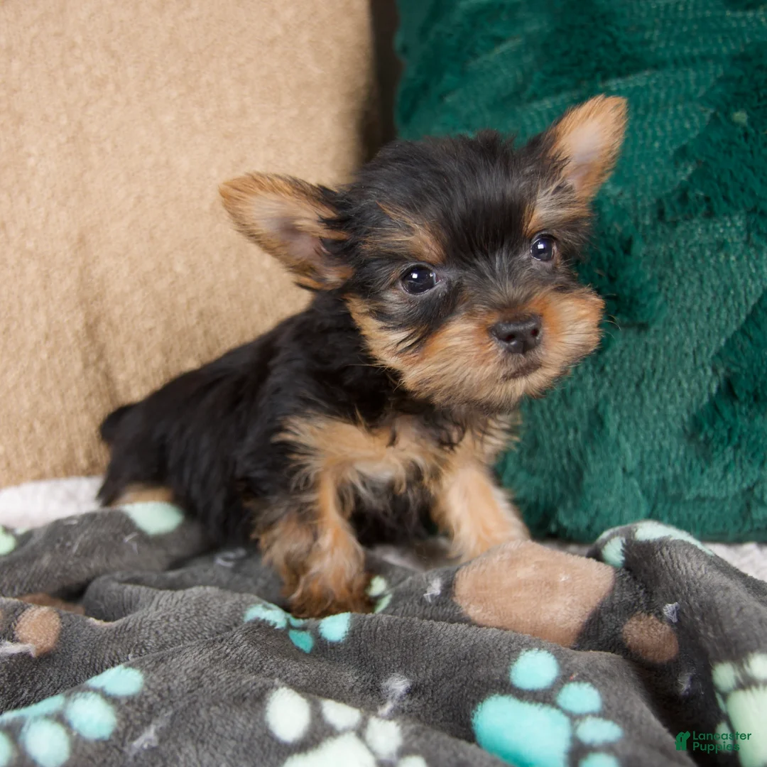 Yorkshire Terrier dogs for sale: Lucy - Ad 1