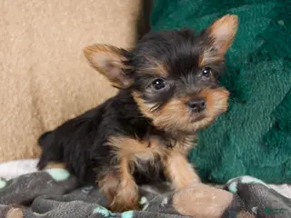 Yorkshire Terrier dogs Lucy - Ad 2