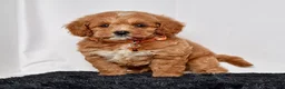 Mini Goldendoodle dogs for sale: Mr. Luigi - Ad 3