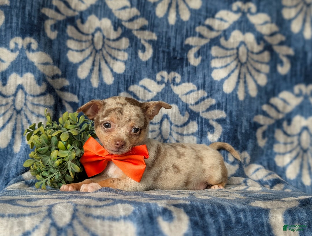 Chihuahua dogs for sale: Roscoe 6 lbs Full Grown - Ad 6