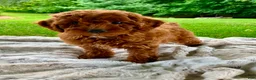 Miniature Poodle dogs for sale: Stella - Ad 3