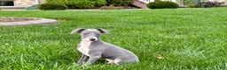 Italian Greyhound dogs for sale: Corbin  - Ad 10