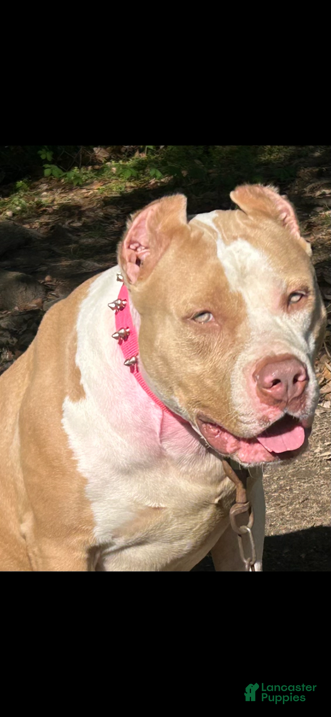 American Bully dogs for sale: American Bully Puppy 6 - Ad 4