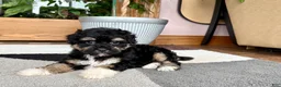 Havapoo dogs for sale: Havapoo boy 1 TriColor - Ad 3