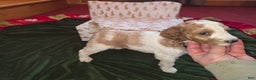 Standard Poodle dogs for sale: Rose - Ad 2