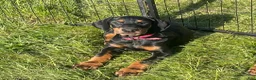 Doberman Pinscher dogs for sale: Doberman Pinscher Puppy 4 - Ad 1