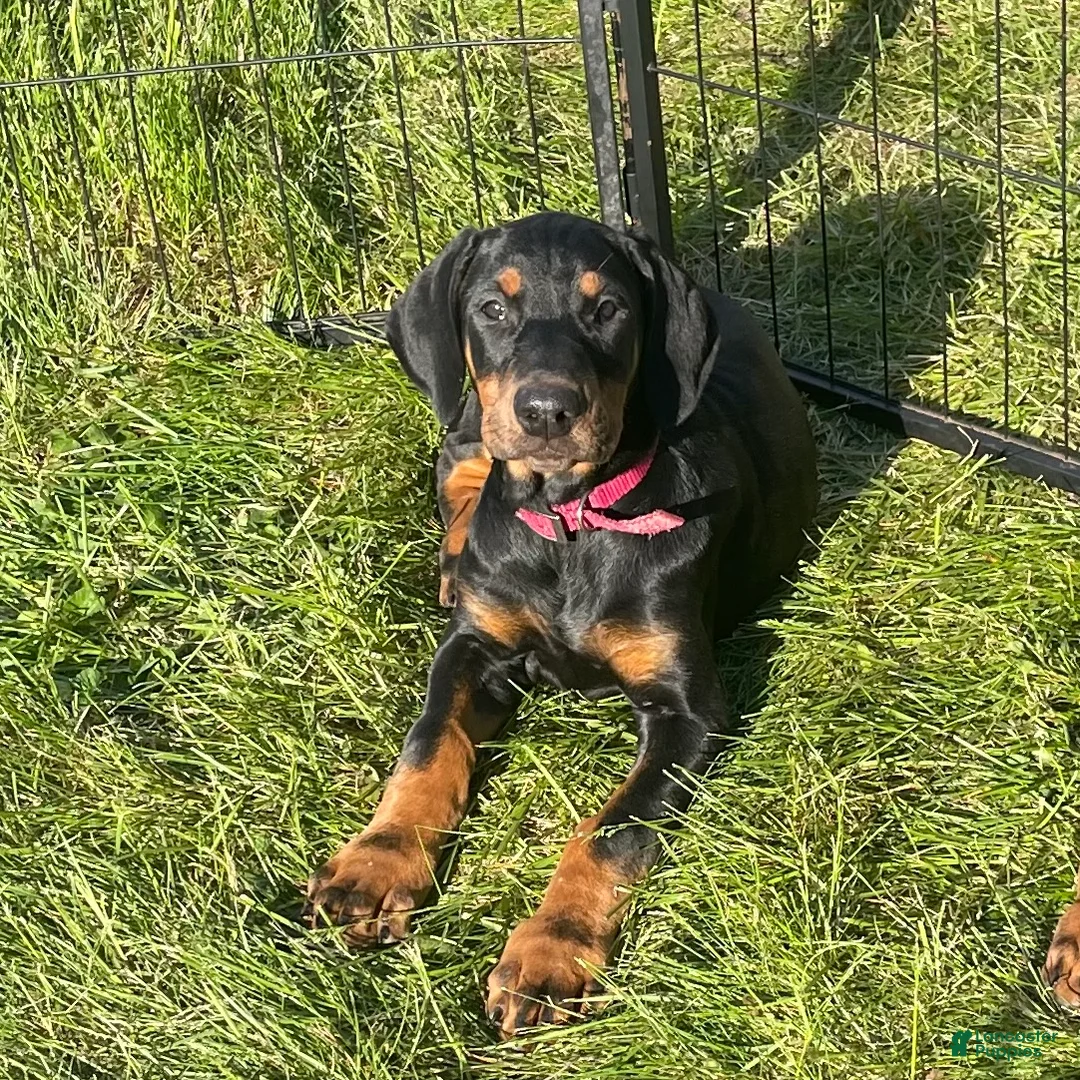 Doberman Pinscher dogs for sale: Doberman Pinscher Puppy 4 - Ad 1