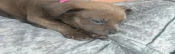 American Bully dogs for sale: American Bully 5 - Ad 2