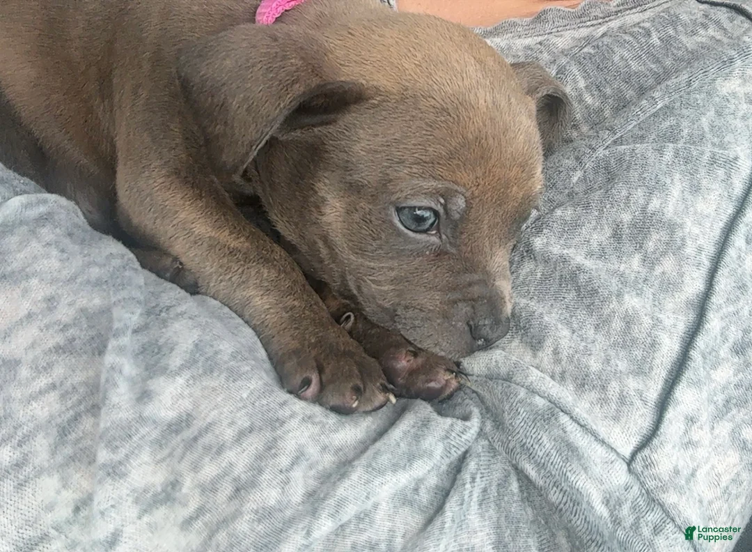 American Bully dogs for sale: American Bully 5 - Ad 2