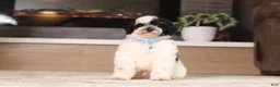 Miniature Poodle dogs for sale: Milo (AKC) - Ad 3