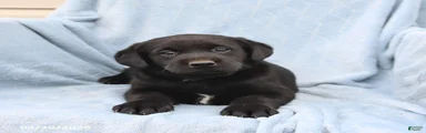 Scout