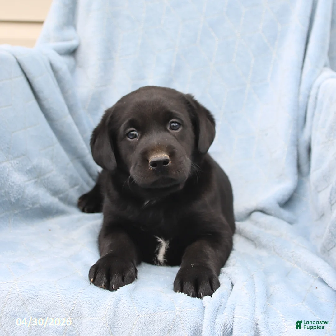Labrador Retriever dogs for sale: Scout - Ad 1