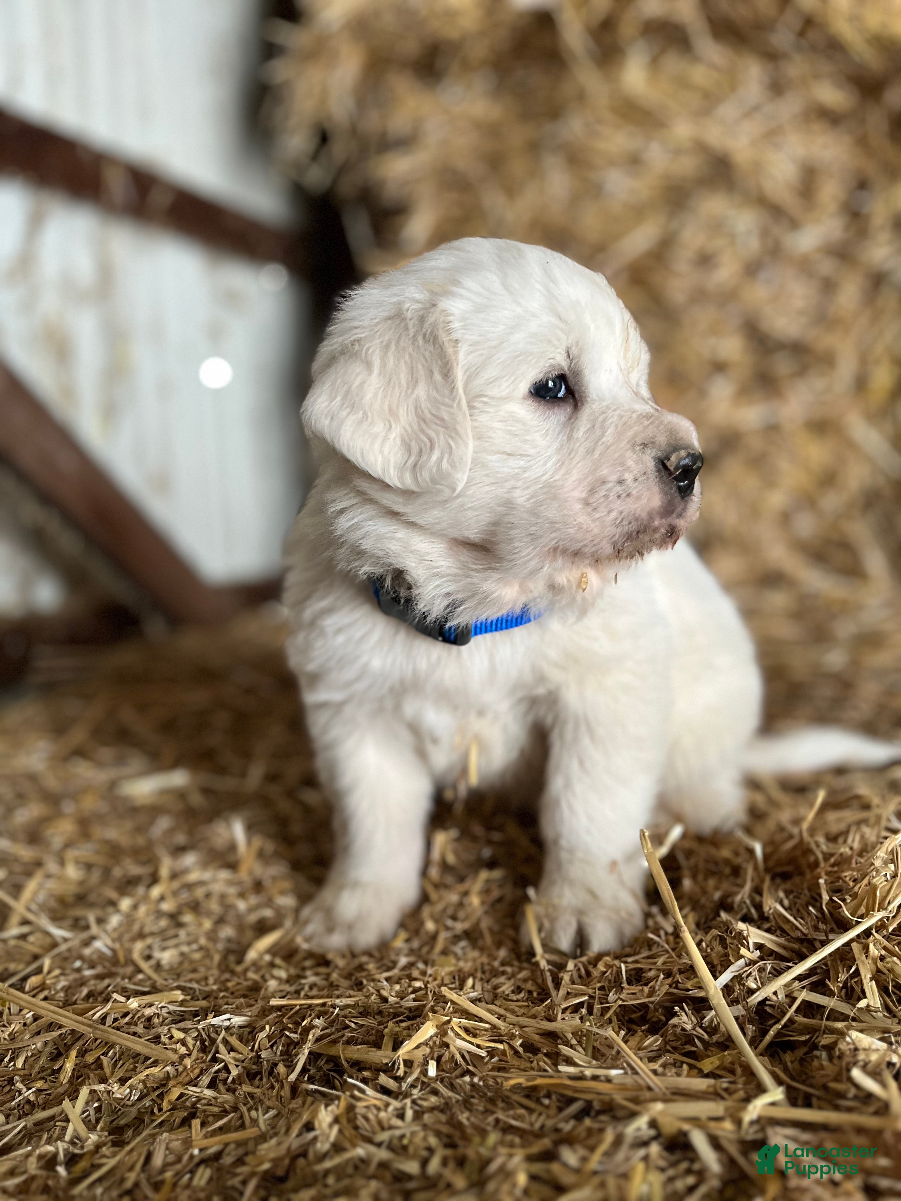 Great Pyrenees dogs Bosco - Ad 2