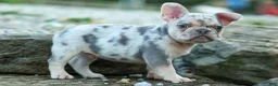 French Bulldog dogs for sale: Spencer 🐾 - Ad 30