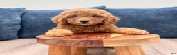 Miniature Labradoodle dogs for sale: Albony - Ad 2