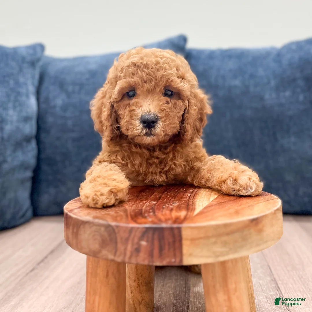 Miniature Labradoodle dogs for sale: Albony - Ad 2