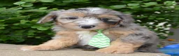 Mini Aussiedoodle dogs for sale: Mini Asher - Ad 2