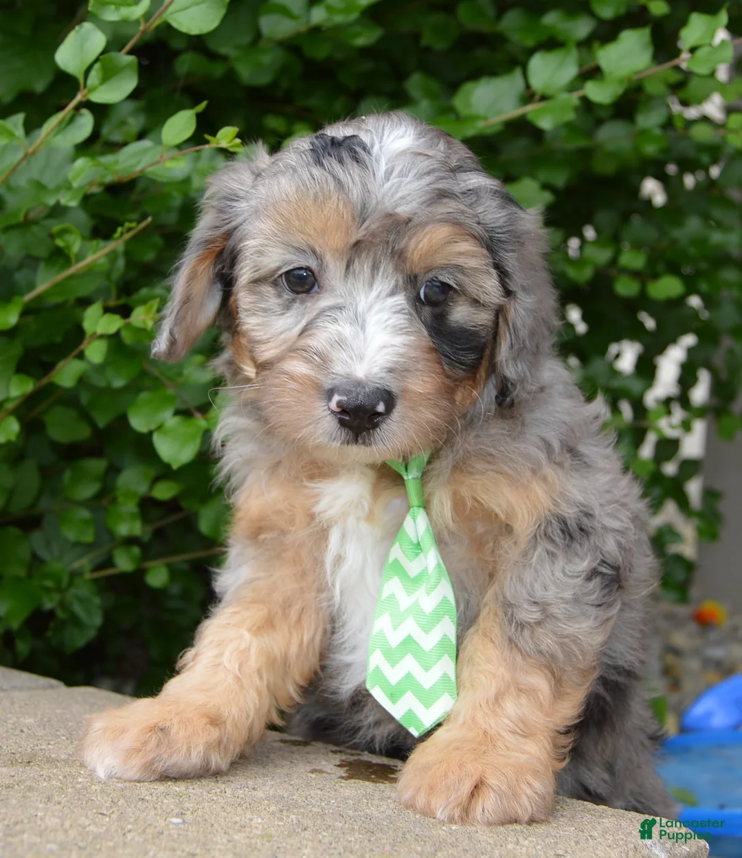 Mini Aussiedoodle dogs for sale: Mini Asher - Ad 2